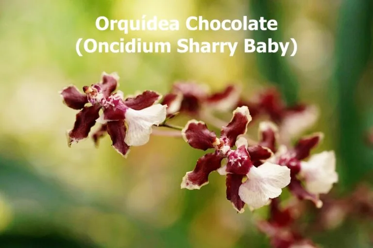 Orquídea Chocolate (Oncidium Sharry Baby)