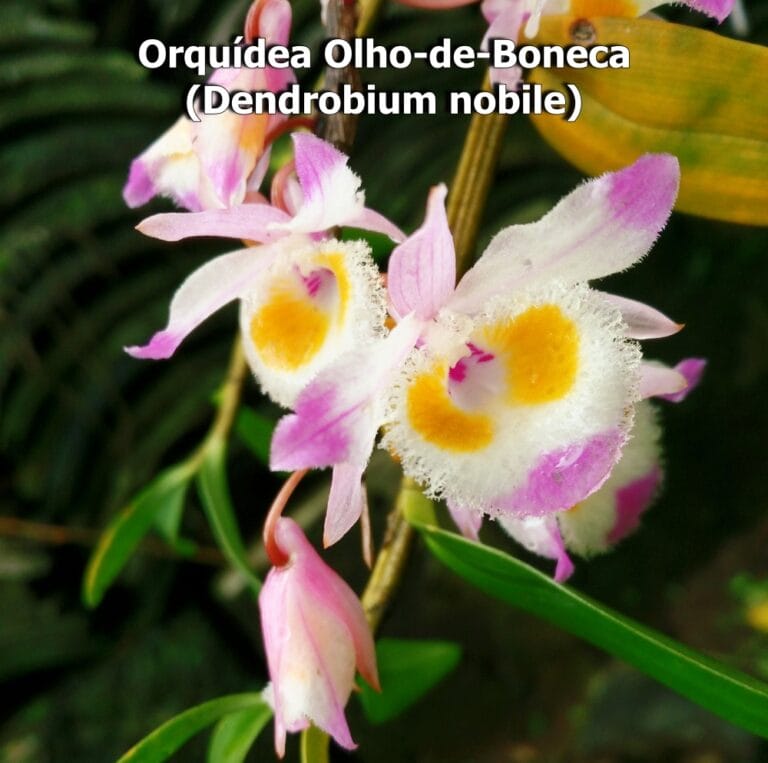Orquídea Olho-de-Boneca (Dendrobium nobile)