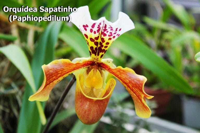 Orquídea Sapatinho (Paphiopedilum)