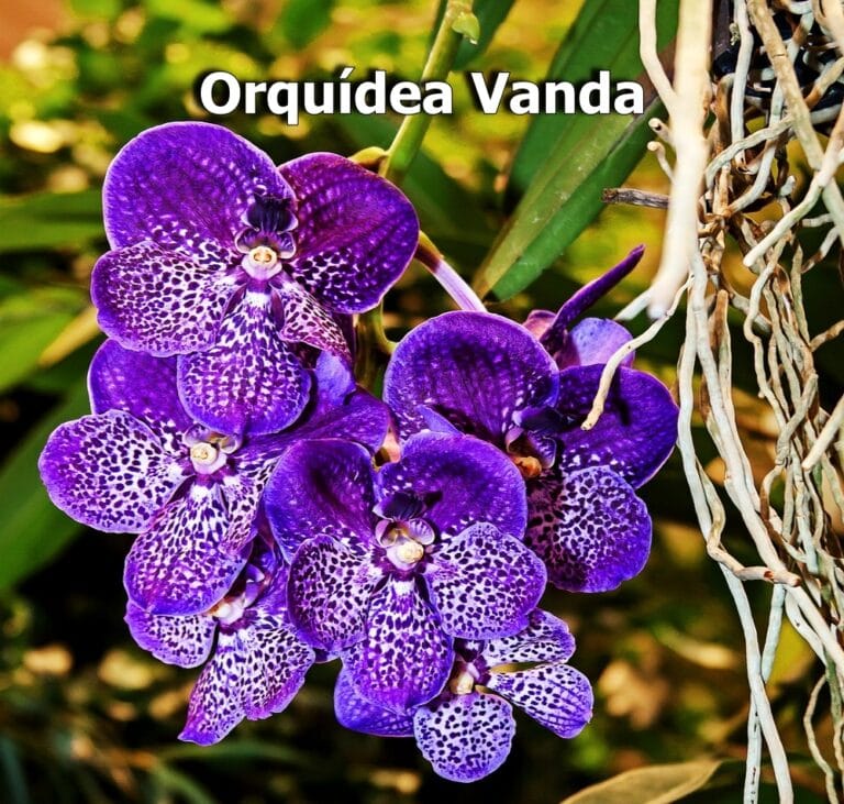Orquídea Vanda
