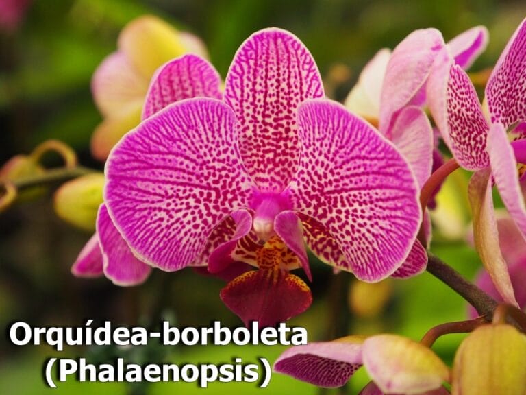 Orquídea-borboleta (Phalaenopsis)