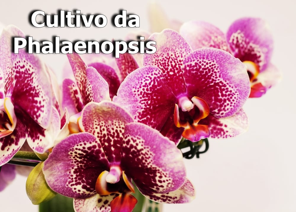 Orquídea-borboleta Phalaenopsis