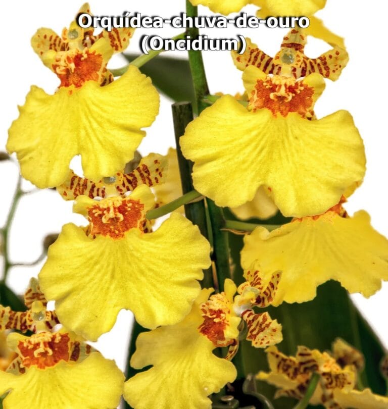 Orquídea-chuva-de-ouro (Oncidium)