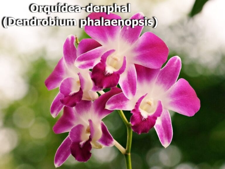Orquídea-denphal (Dendrobium phalaenopsis)