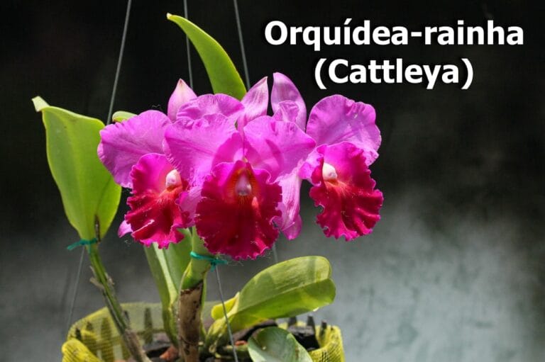 Orquídea-rainha (Cattleya)