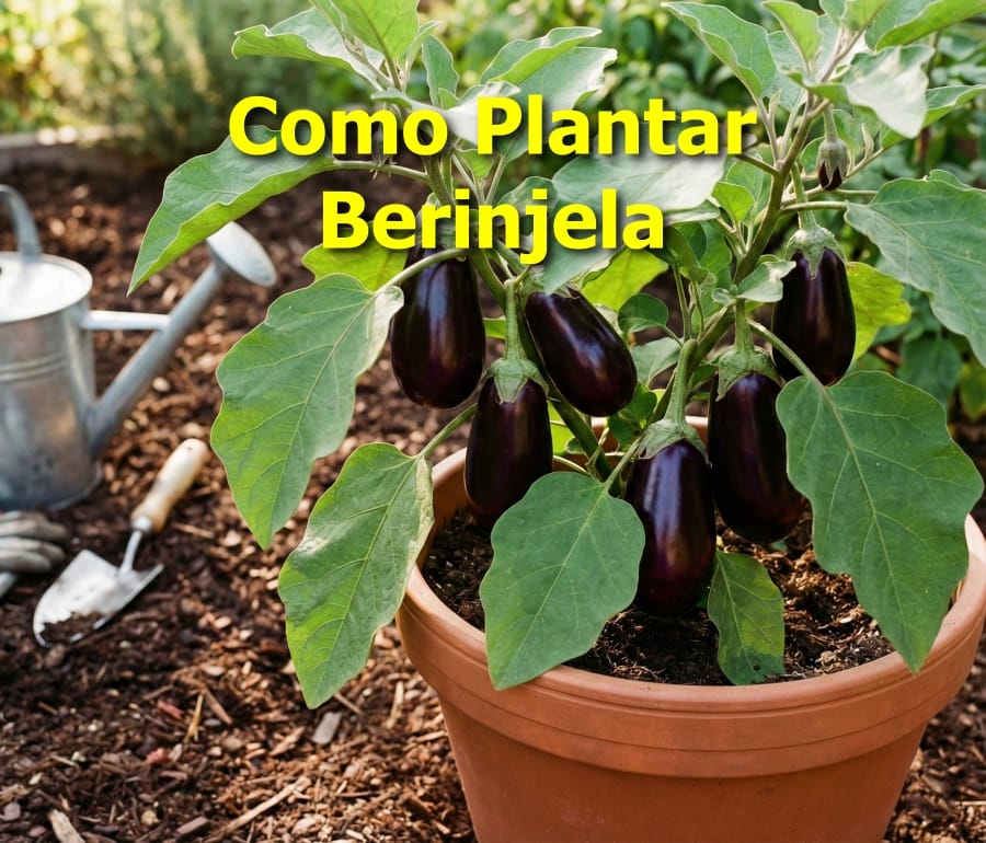 Como Plantar Berinjela