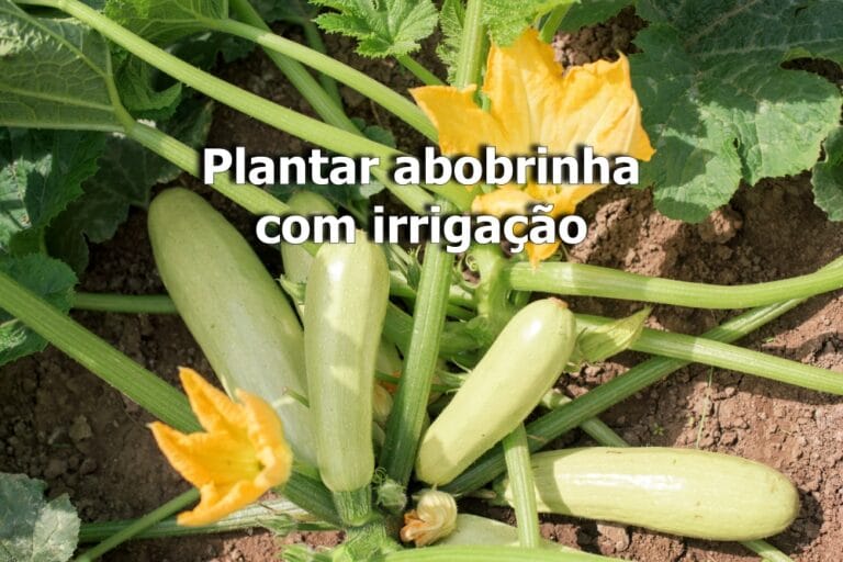 Plantar abobrinha com irrigação