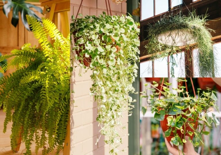 Plantas pendentes para vaso