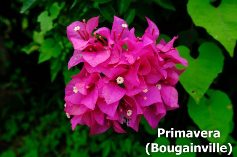 Primavera (Bougainville)