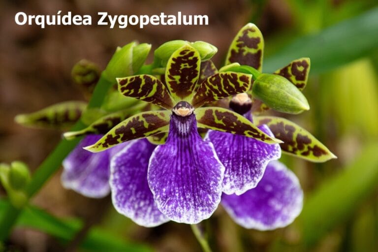 Orquídea Zygopetalum