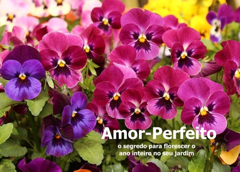 como plantar amor perfeito