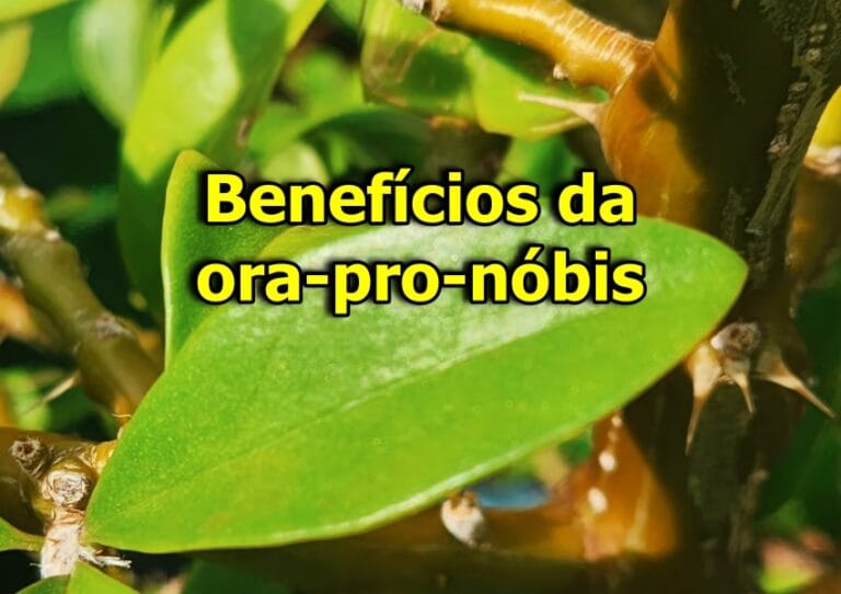 benefícios da ora-pro-nóbis