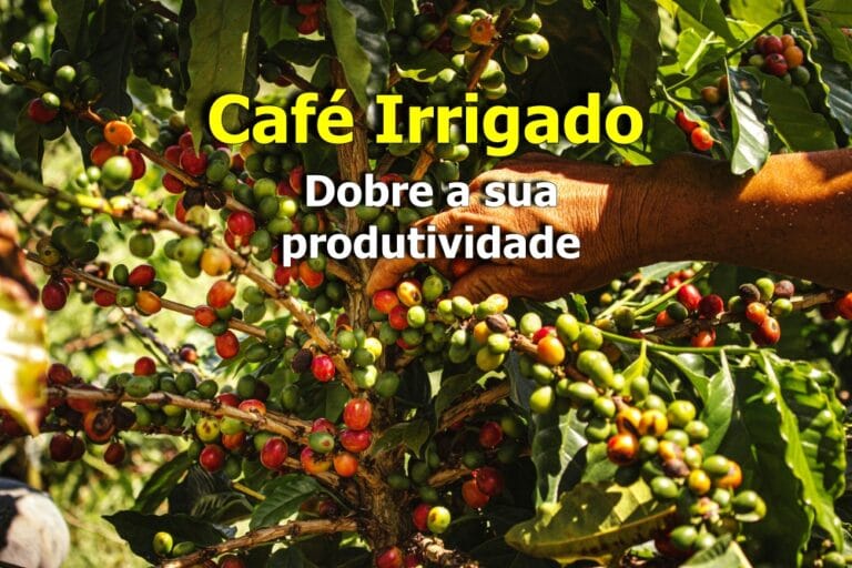 café irrigado