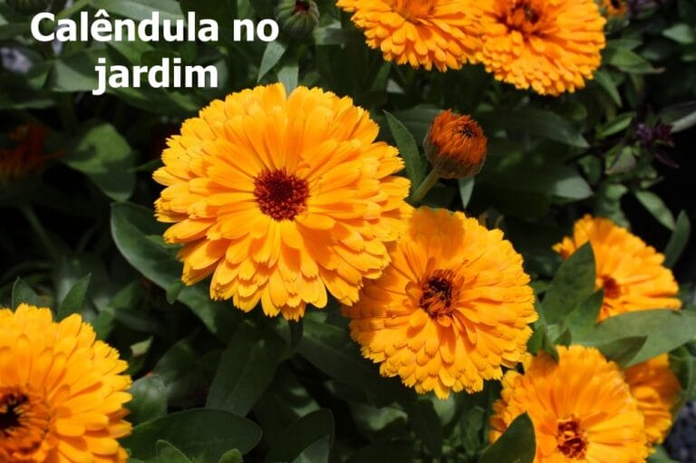 Calêndula no jardim