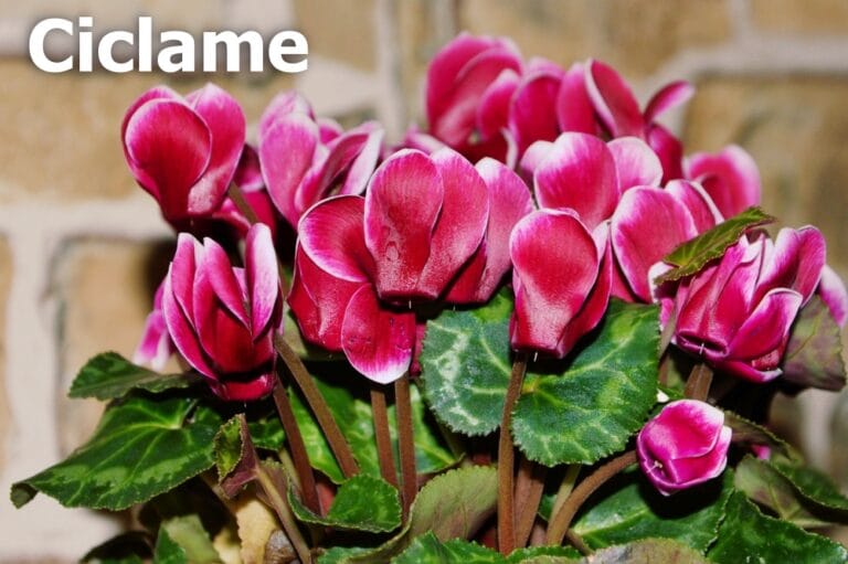 Como plantar ciclame