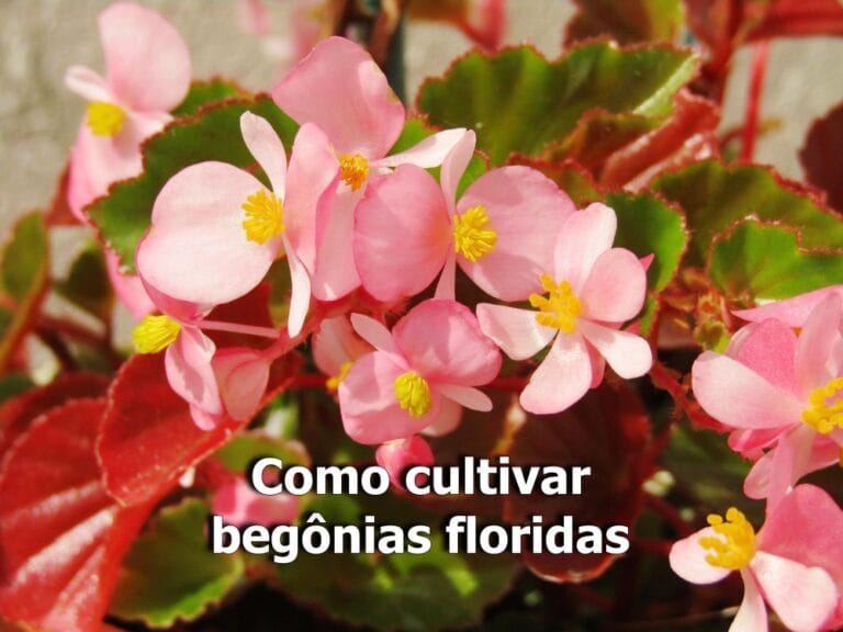 como cuidar da begônia