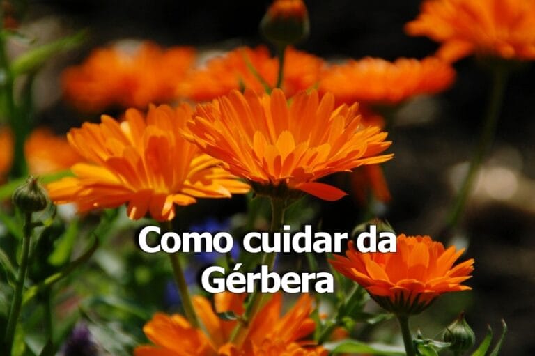como cuidar da gérbera
