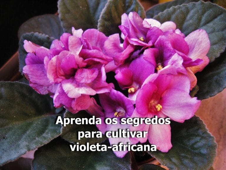 como cuidar da violeta-africana
