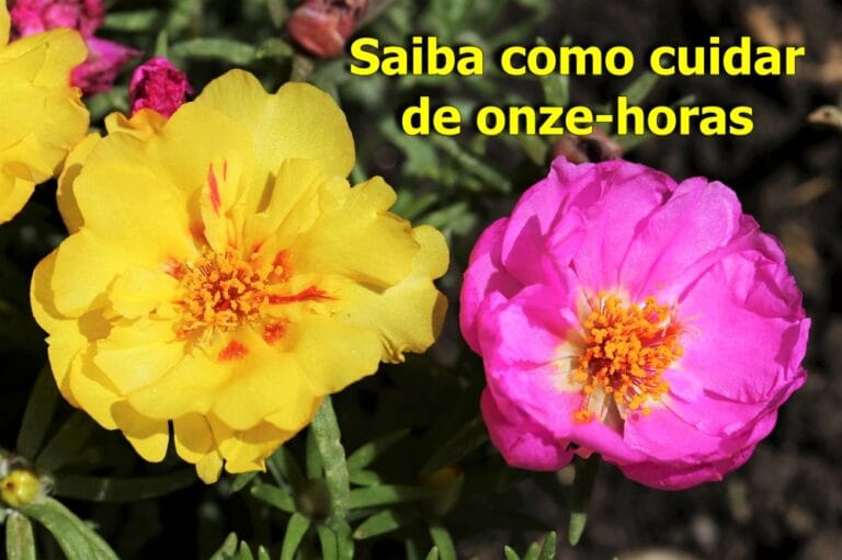 como cuidar de onze-horas