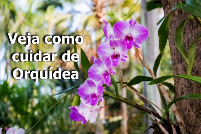 como cuidar de orquídea