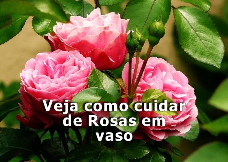 como cuidar de rosa em vaso