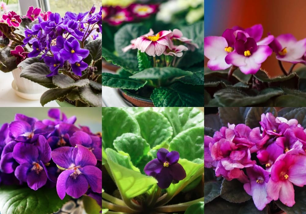como cuidar de violetas