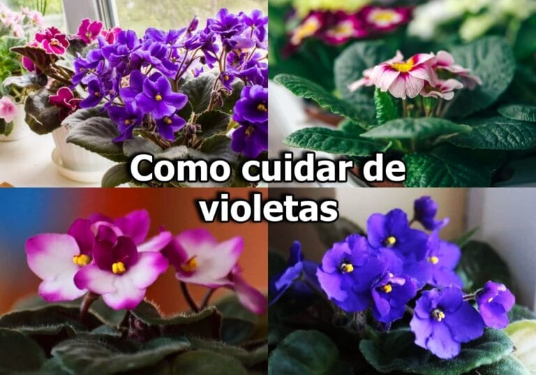 como cuidar de violetas