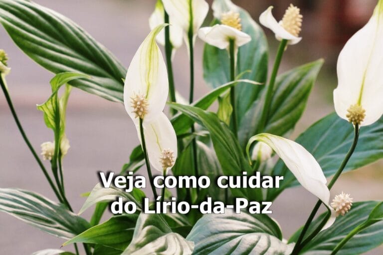 como cuidar do lírio-da-paz