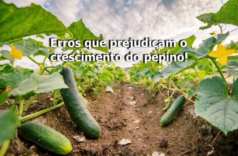 como cuidar do pepino