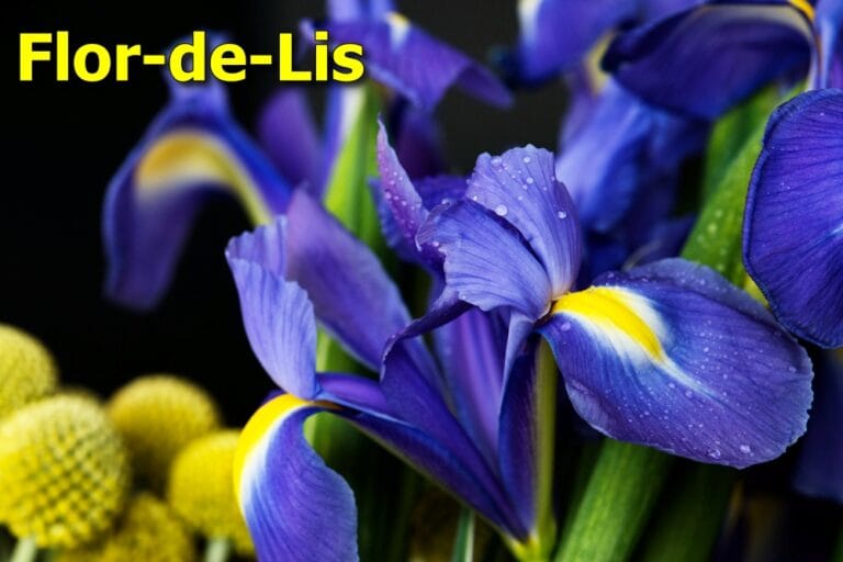 Como plantar flor-de-lis