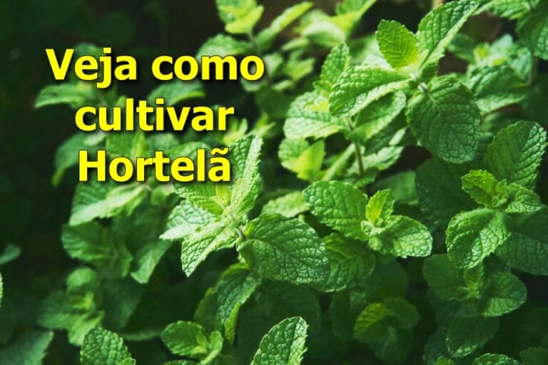 como cultivar hortelã