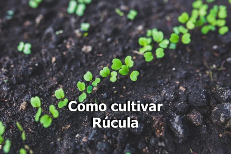 Como cultivar rúcula