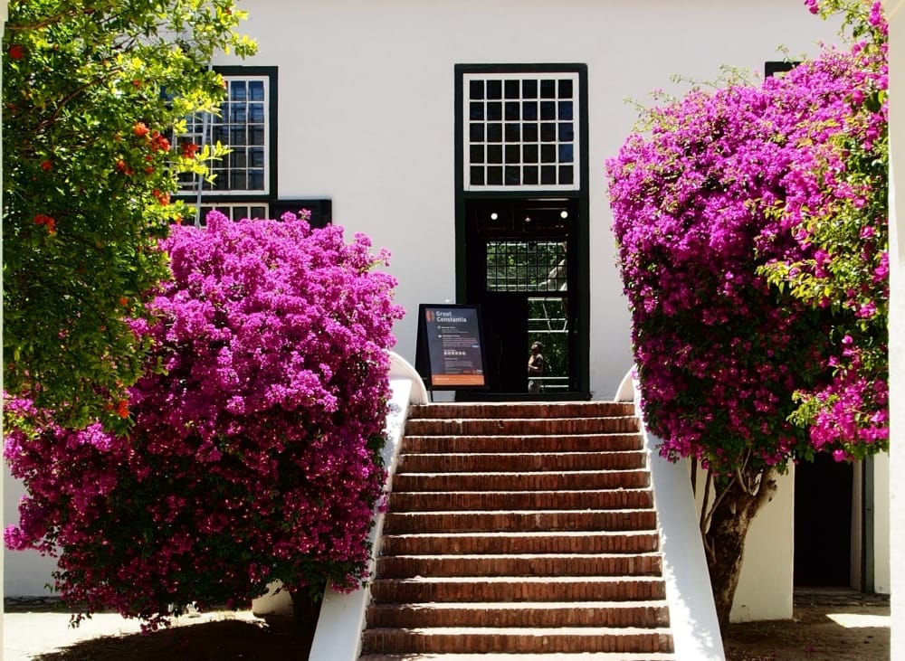 como fazer bougainville florescer