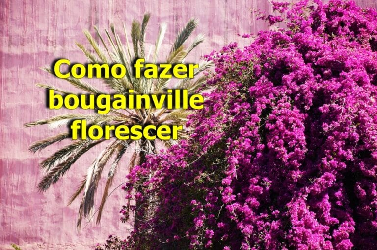 como fazer bougainville florescer