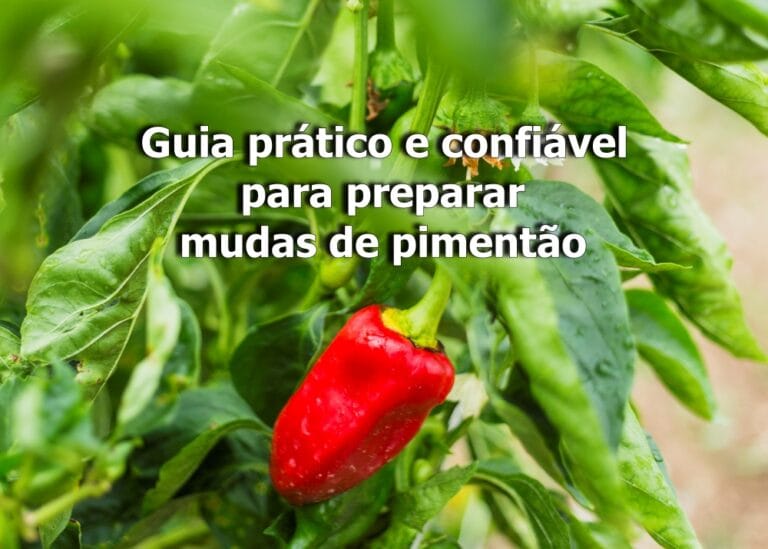 como fazer mudas de pimentão