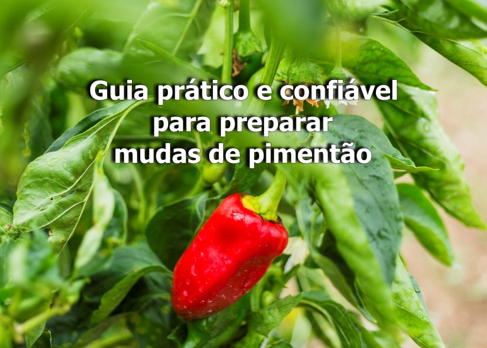como fazer mudas de pimentão