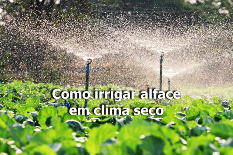 como irrigar alface em clima seco