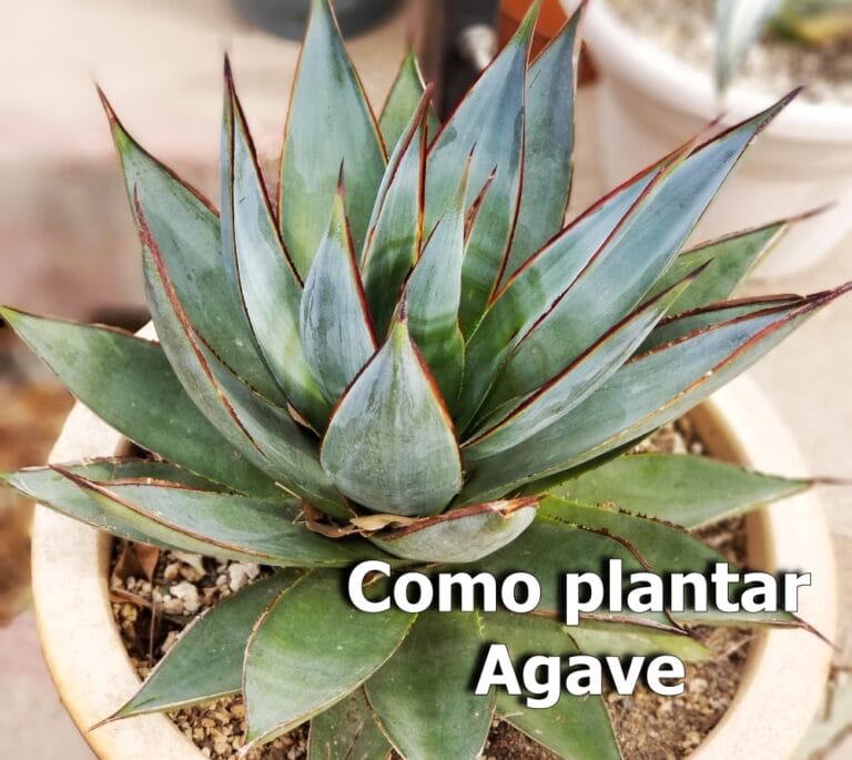 Como plantar agave