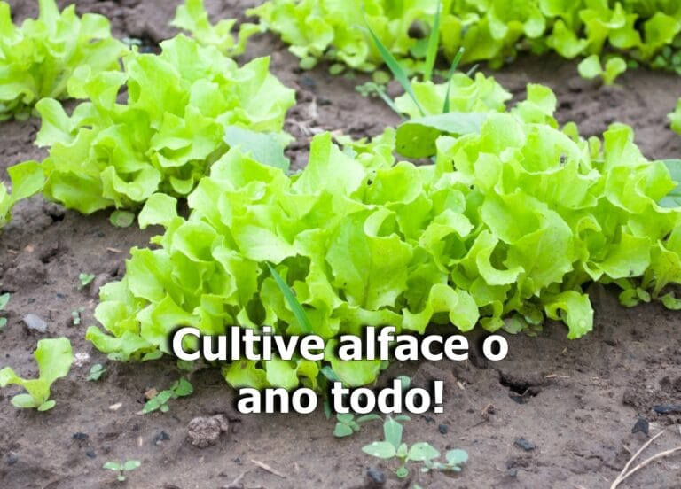 Como plantar alface