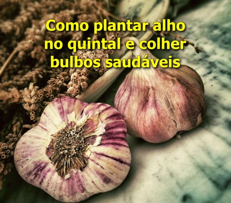 Como plantar alho