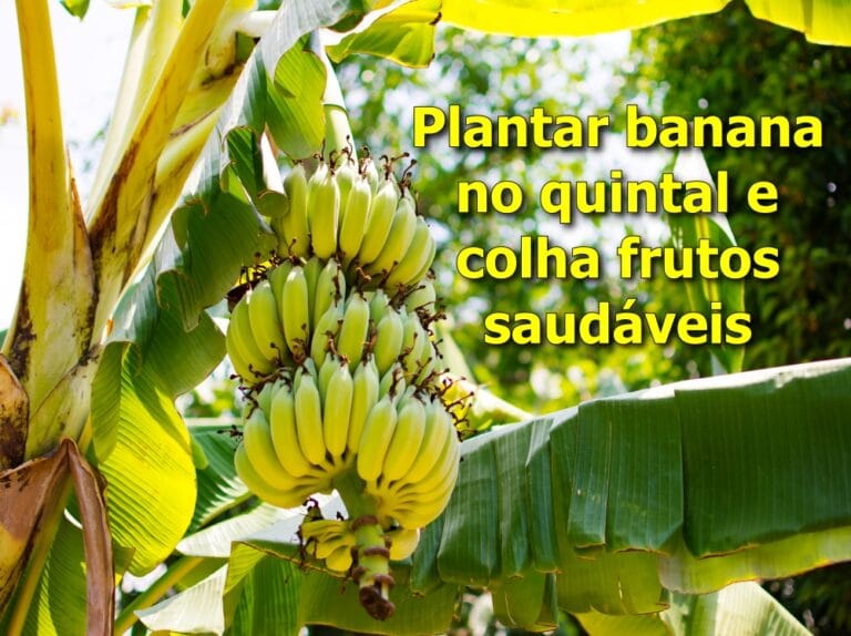 Como plantar banana