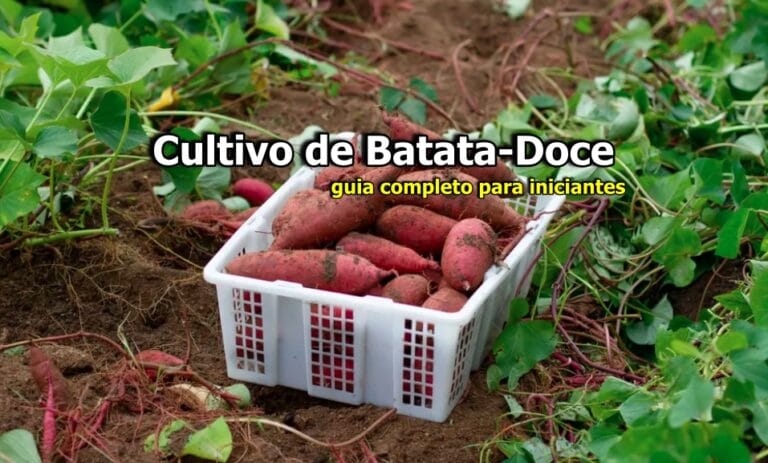 Como plantar batata-doce