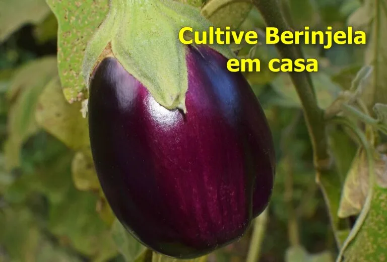 Como plantar berinjela