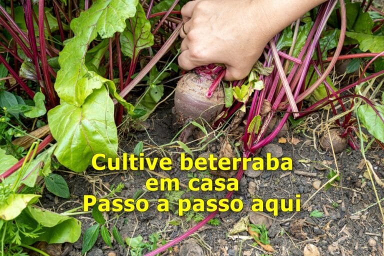 Como plantar beterraba