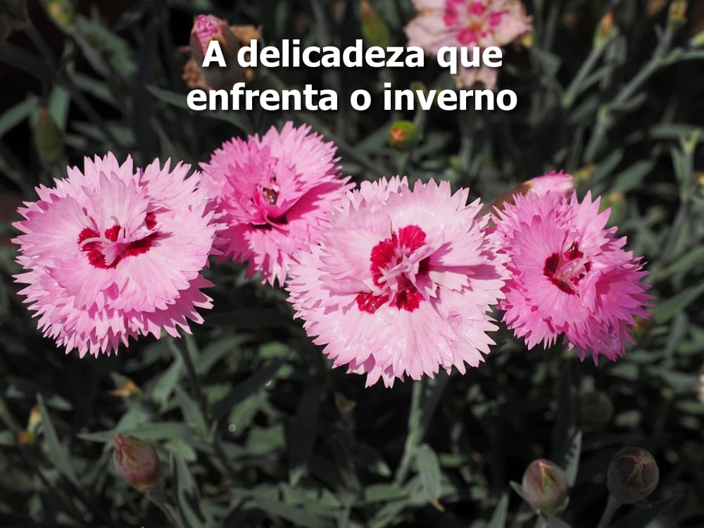 Como plantar Cravina: flor que aguenta o frio e ainda floresce