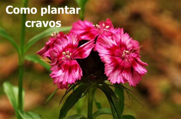 Como plantar cravos