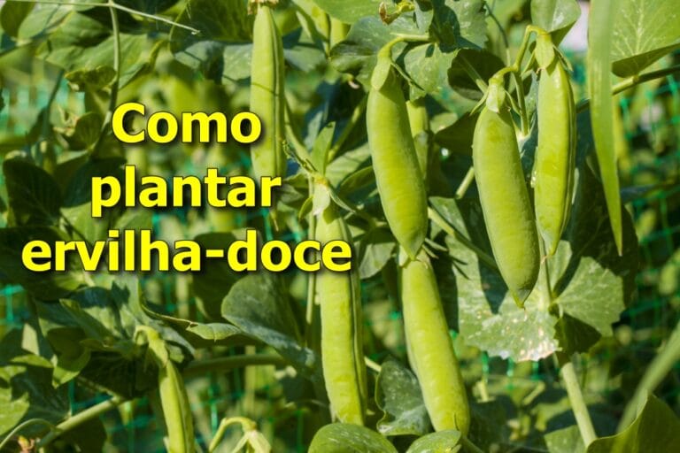 como plantar ervilha-doce
