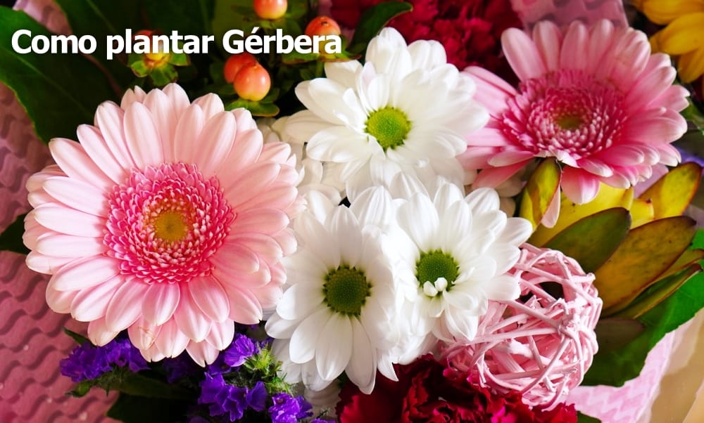 Como plantar gérbera