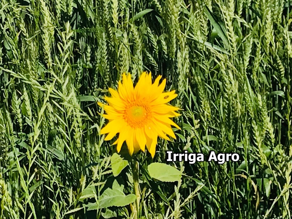 Como plantar girassol passo a passo