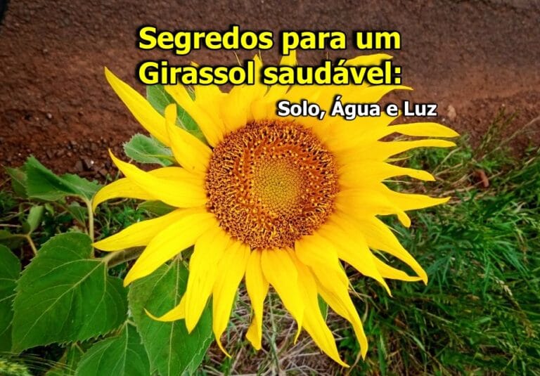 como plantar girassol